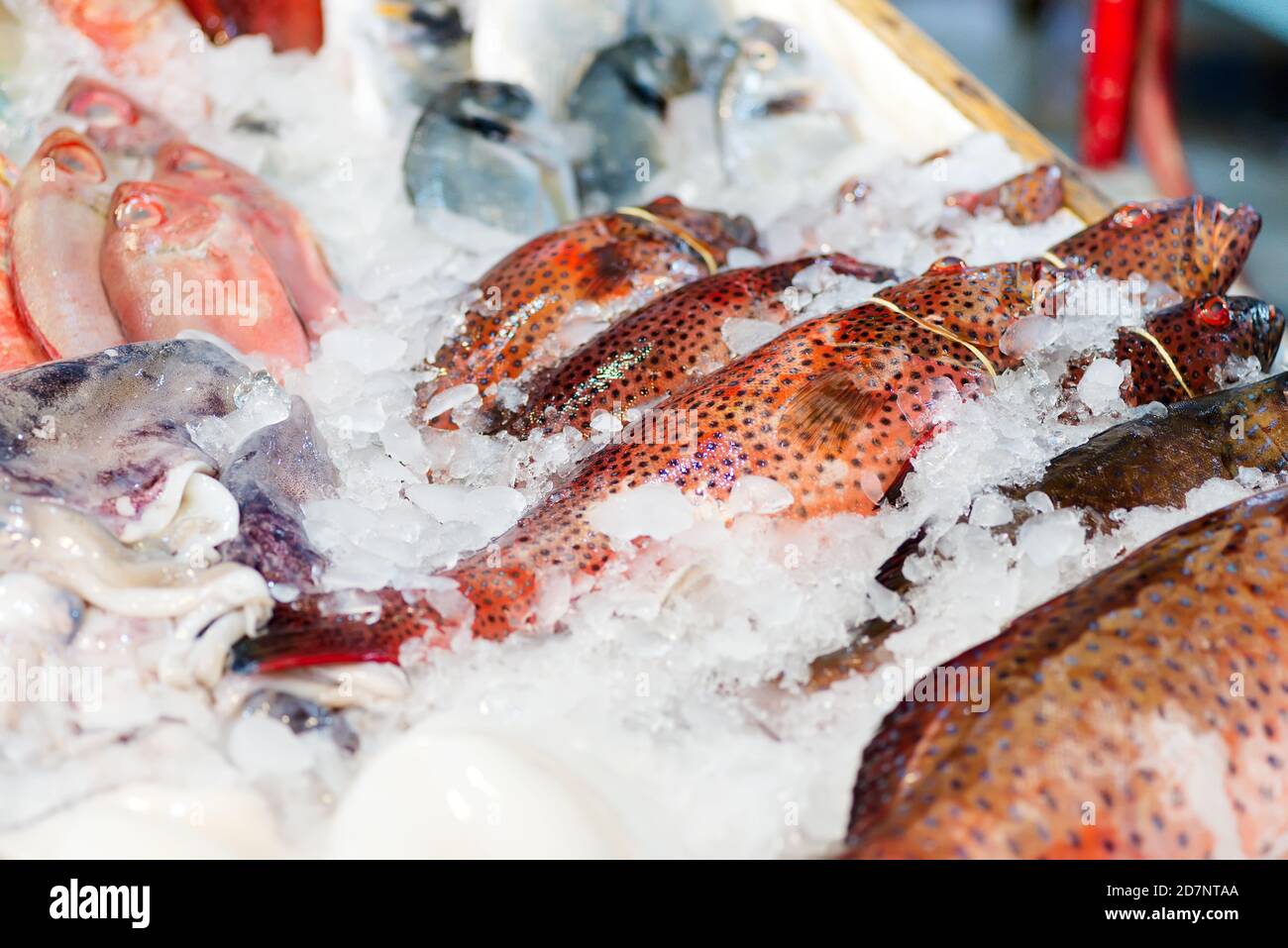 Freshly caught uncooked natural raw uncooked colorful sea fish with ice cubes on a market counter. Close up view. Sea delicacy food. Stock Photo