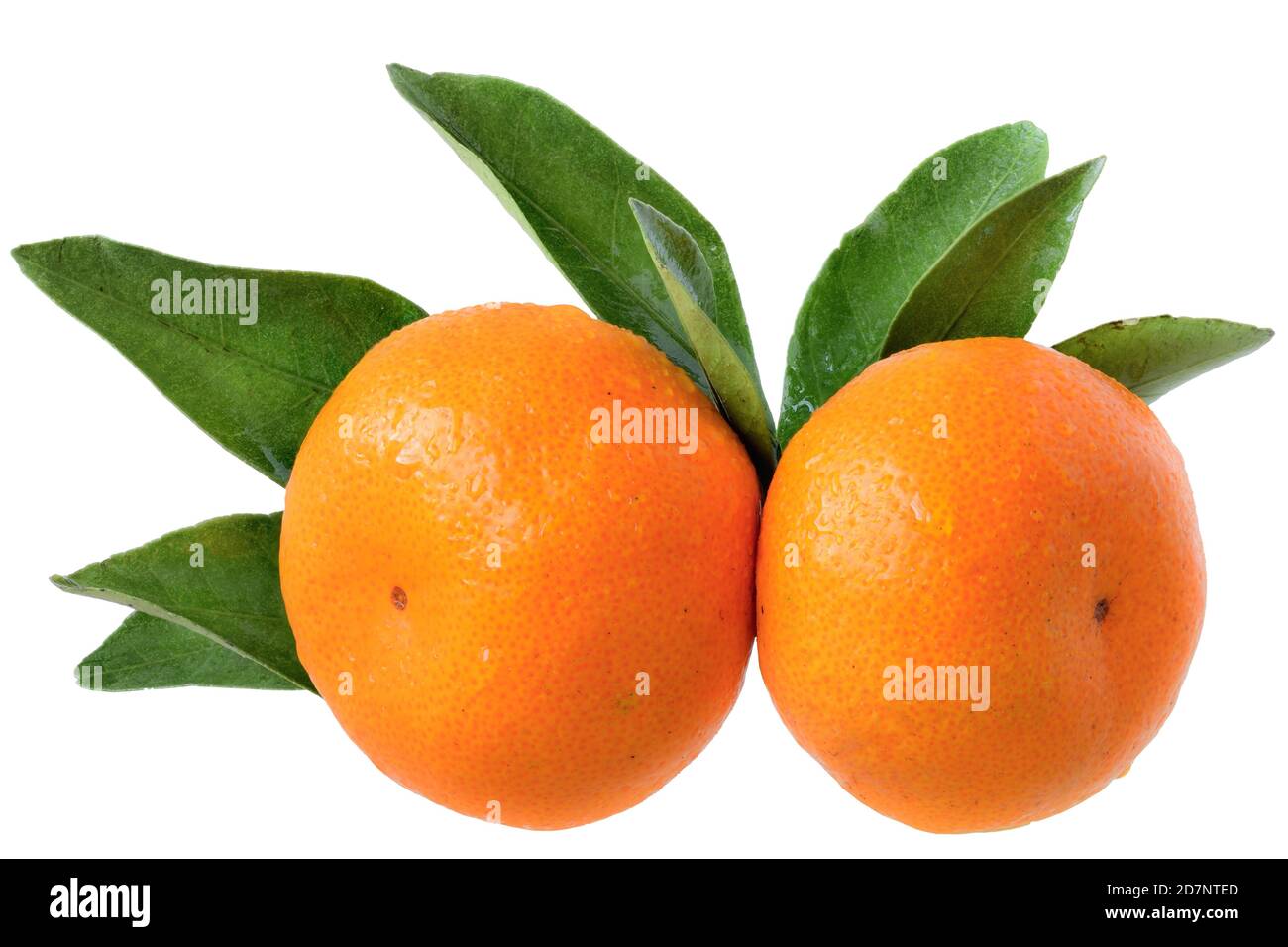 Two tangerine with leaves isolated on white background Stock Photo Alamy