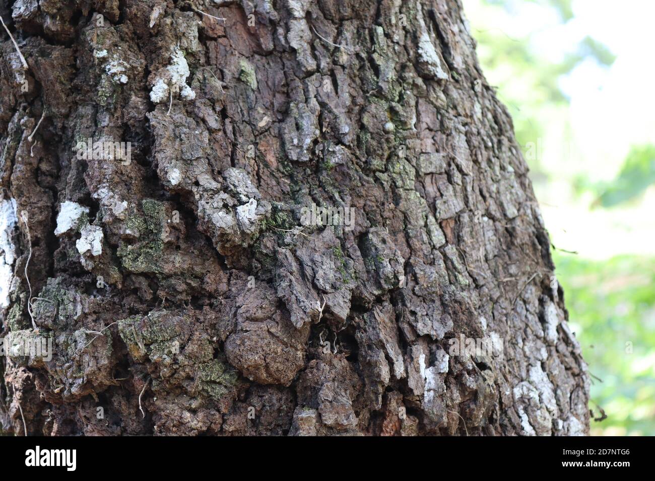 Cannot understand why this much deep and hard bark with this tree. 'Goraka' tree growing normally home gardens in villages in Sri Lanka. Stock Photo
