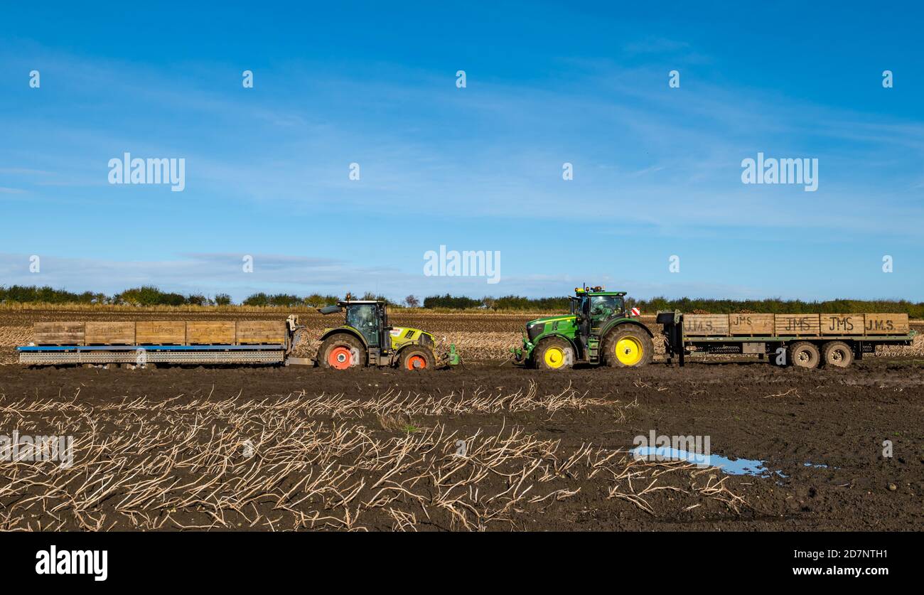 Tractors with potato crate trailers in muddy field during potato