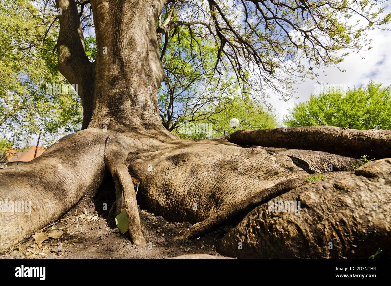 Old tree with big roots Stock Photo - Alamy