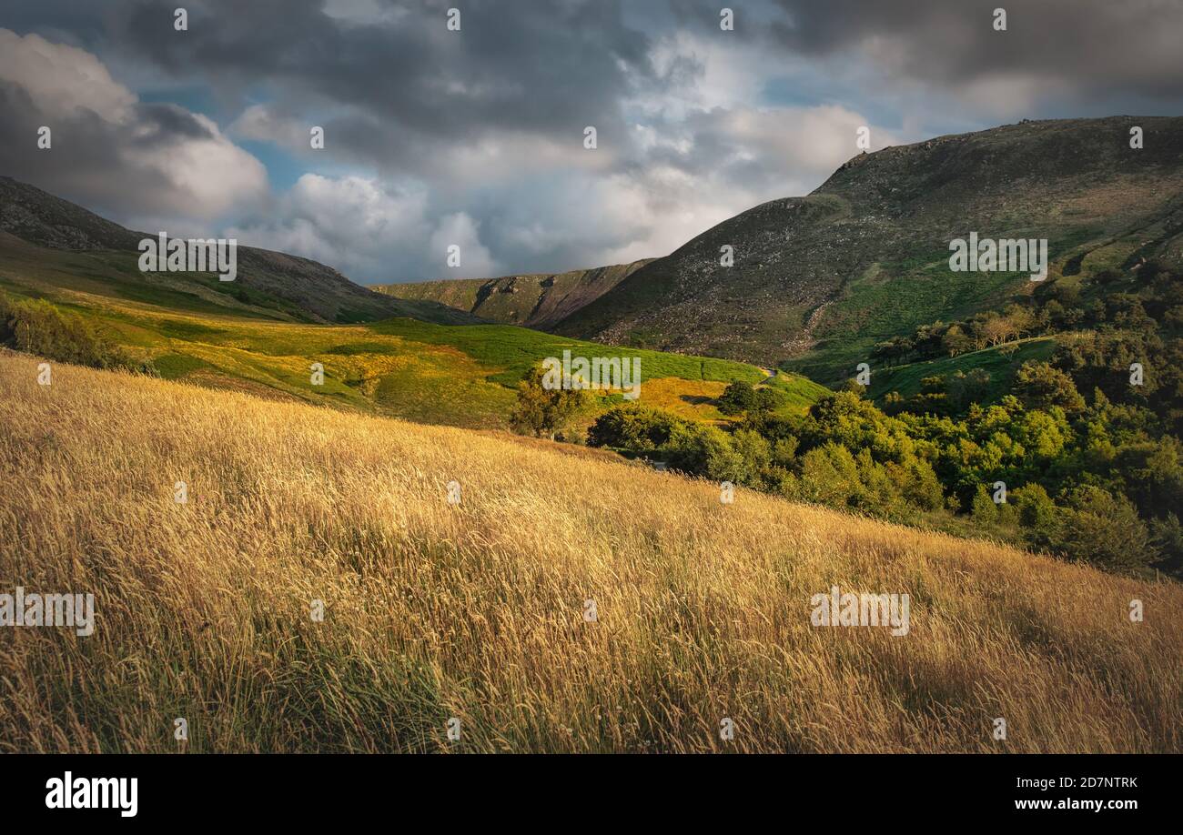 Pennine hills and trees, Dove Stone, Saddleworth, Greater Manchester, with golden grasses, clouds and blue sky, on a July evening. Stock Photo