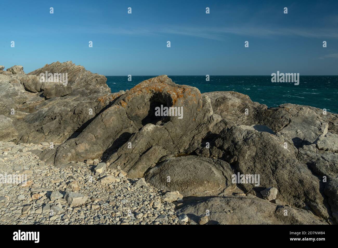 Lulworth Fossil forest, on the Jurassic coast of Dorset, formed from 140 million year old trees, in Portland limestone. Stock Photo