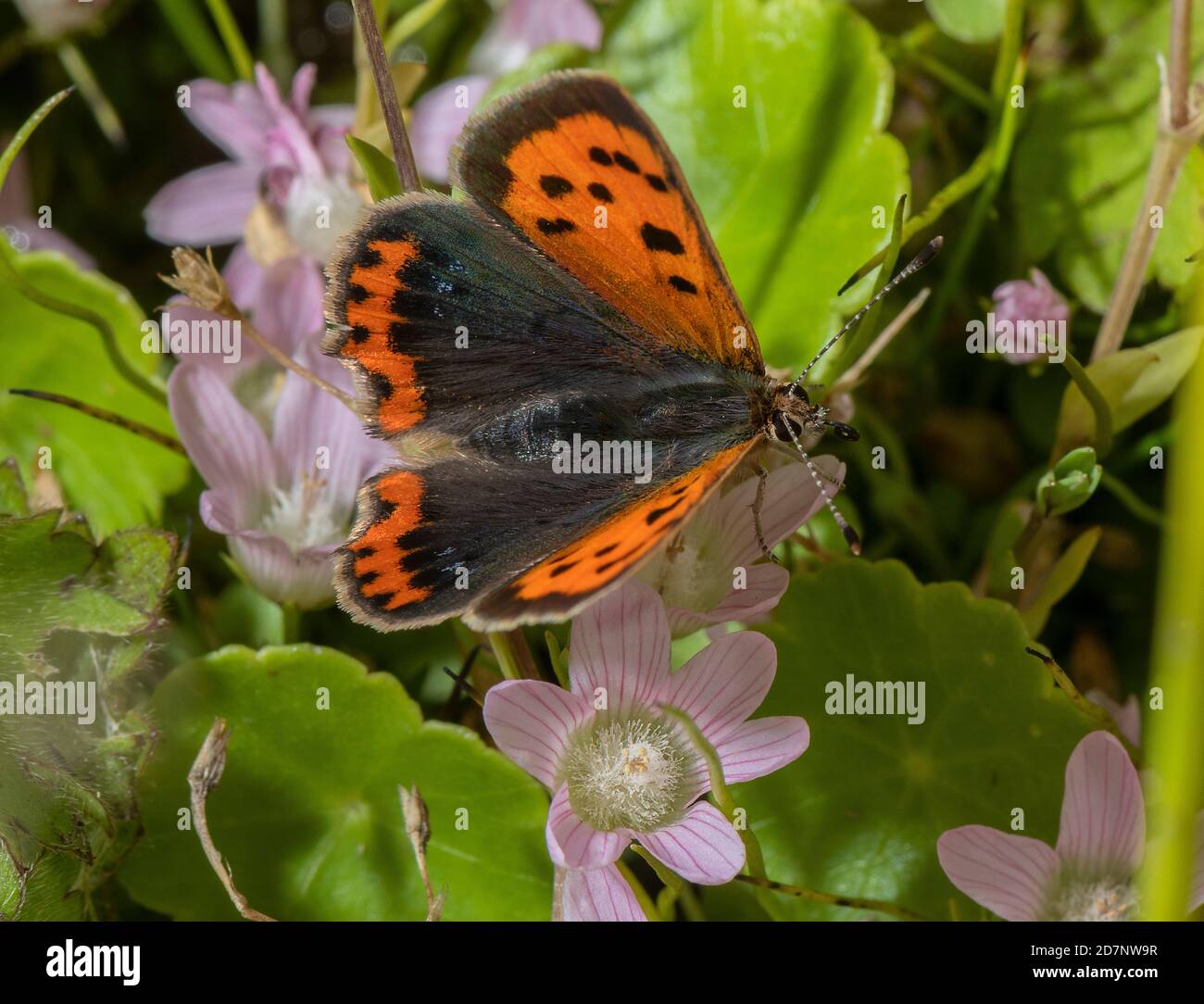 Small copper, Lycaena phlaeas, butterfly nectaring on Bog pimpernel, Anagallis tenella, Dorset. Stock Photo