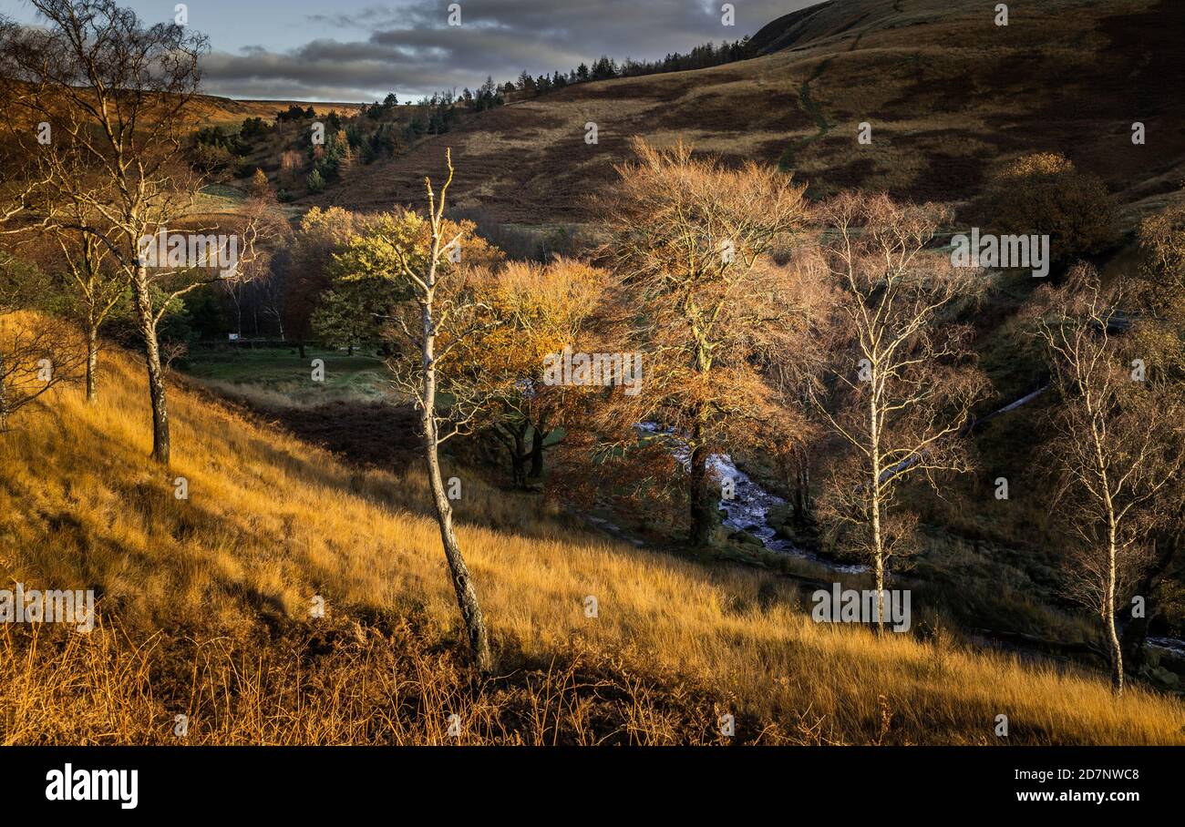 Trees on the hillside above Dovestone Reservoir, Saddleworth, Greater Manchester in November Stock Photo