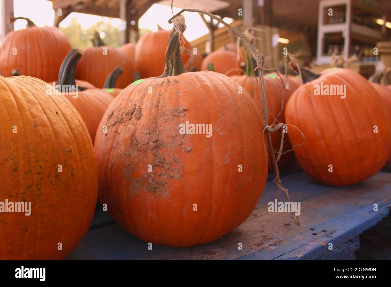 Up-close image of pumpkins at a Farmer's Market #2 Stock Photo - Alamy