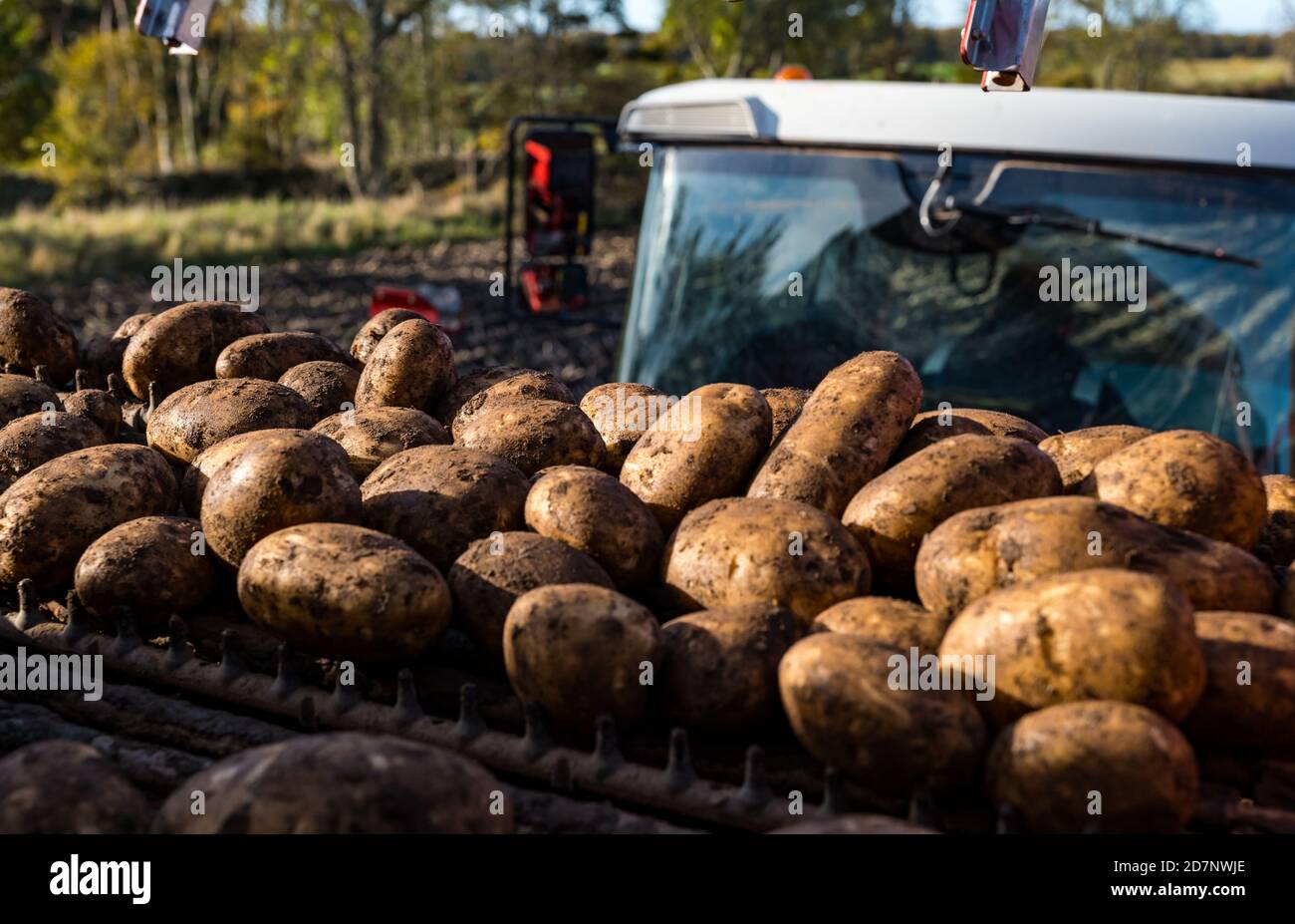 Harvesting potatoes hires stock photography and images Alamy