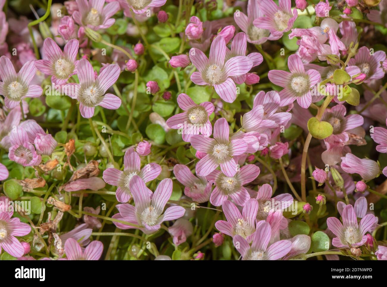 Bog pimpernel, Anagallis tenella, flowering profusely in damp acidic grassland. Stock Photo