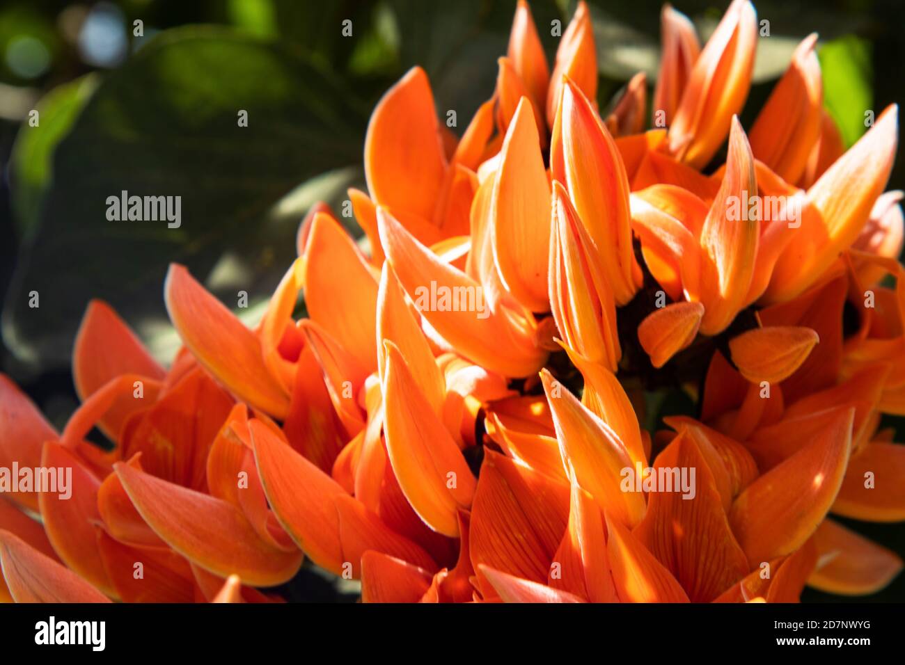 Close up of a Blooming red coral tree, Myanmar Stock Photo