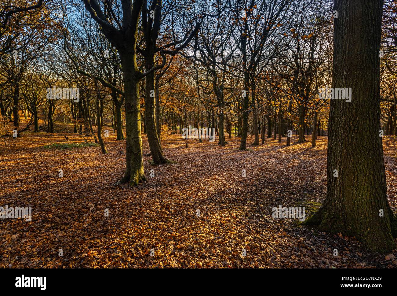 Beech trees and carpet of fallen autumn leaves in October at Tandle Hill Woods, Oldham, Greater Manchester Stock Photo