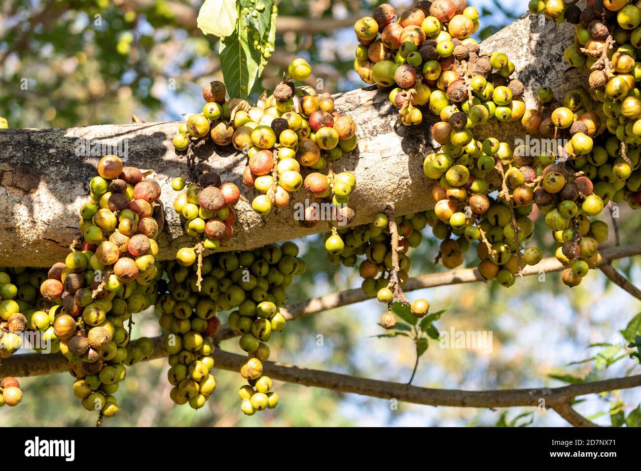 Fruits of a fig tree, Myanmar Stock Photo