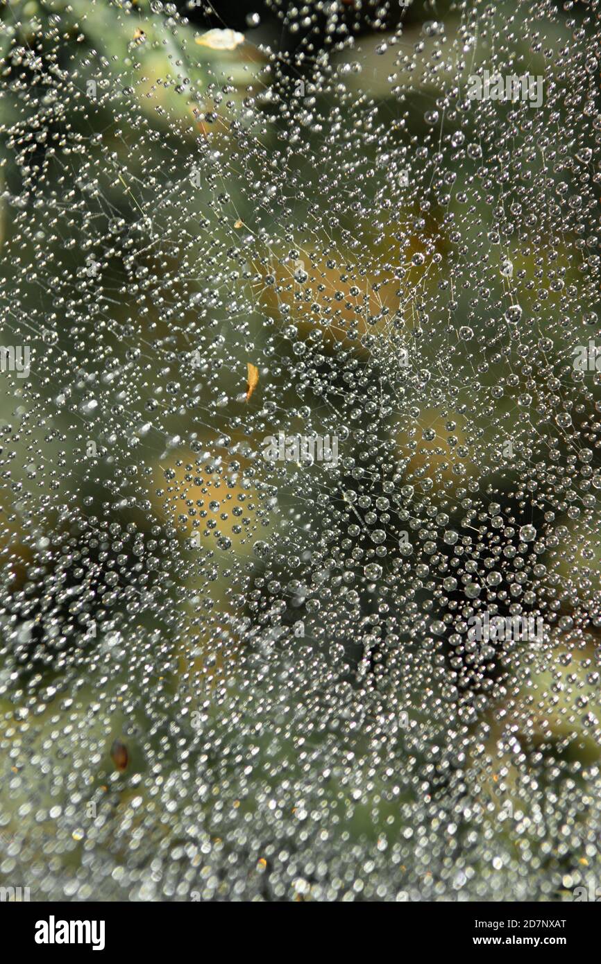Water drops from dew on cobwebs Stock Photo