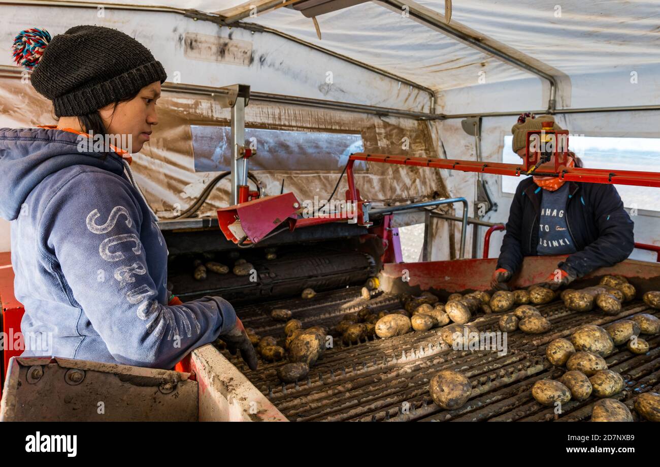 Female farm workers working in potato harvester with Maris Piper potatoes, Luffness Mains farm, East Lothian, Scotland, UK Stock Photo