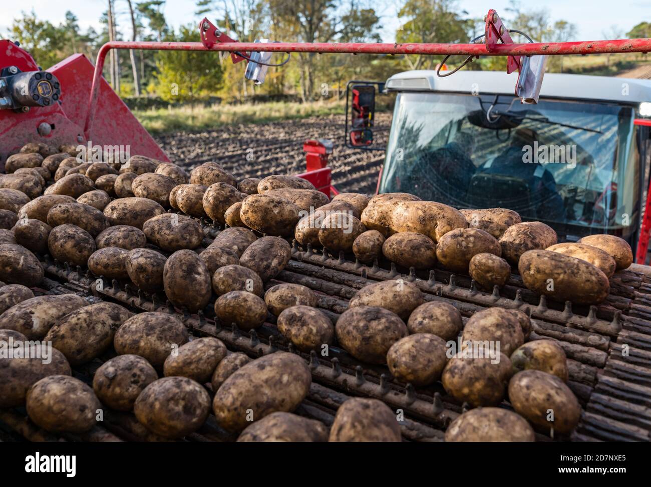 Harvesting potatoes hires stock photography and images Alamy