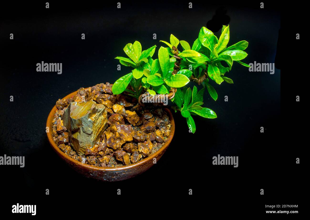 Small tree in the small ceramic pot on black background Stock Photo