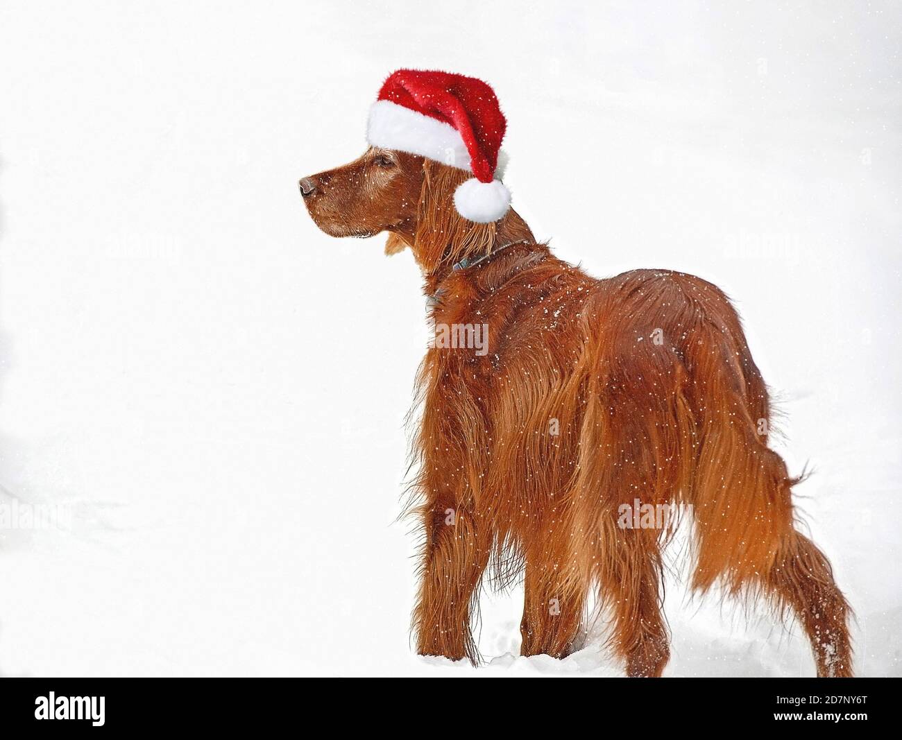 Irish setter in snowflakes with Santa Claus hat Stock Photo