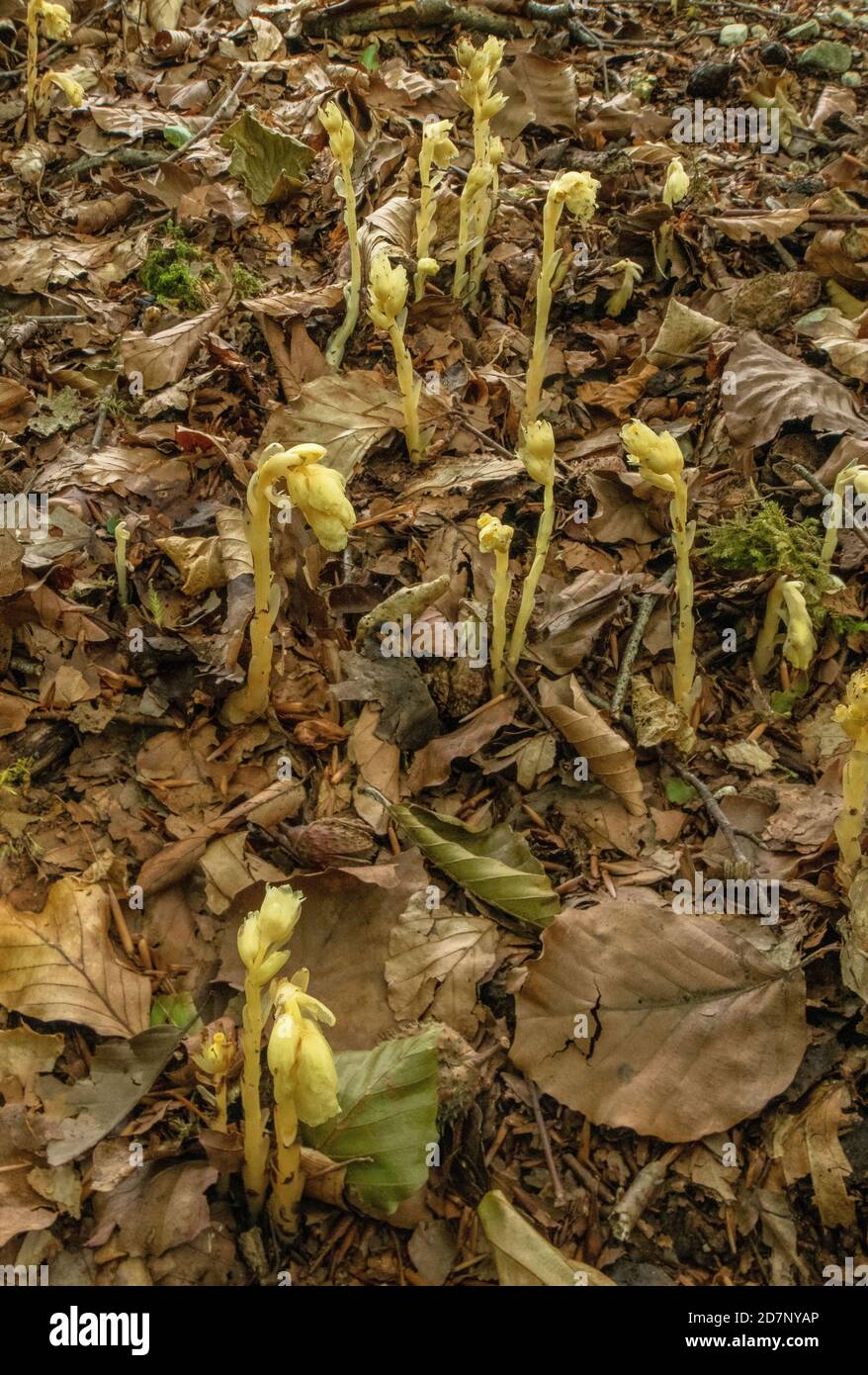 Clumps of Yellow bird's-nest, Hypopitys monotropa, in flower in beech woodland, plantation; Dorset. Stock Photo