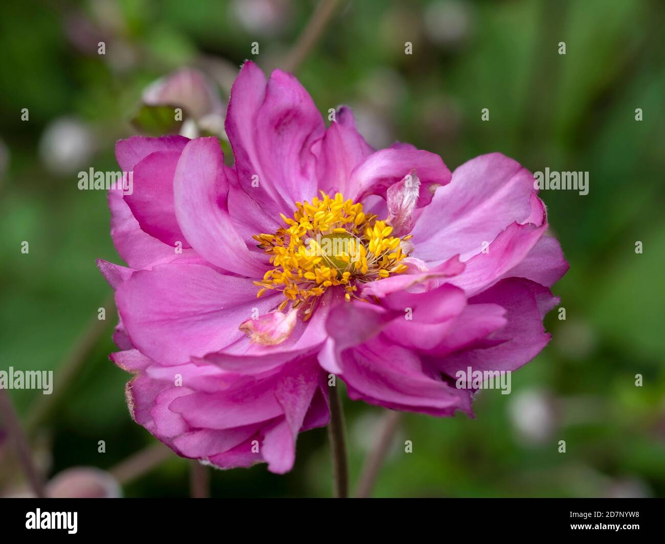 Beautiful large pink anemone flower in a garden beginning to wilt in autumn Stock Photo