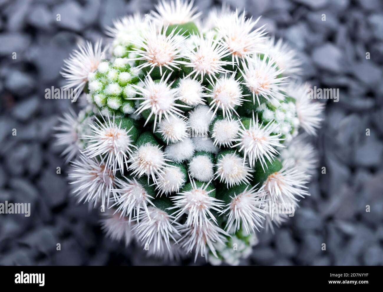 Cactus succulent plant close-up, Mammillaria vetula gracilis fragilis ...
