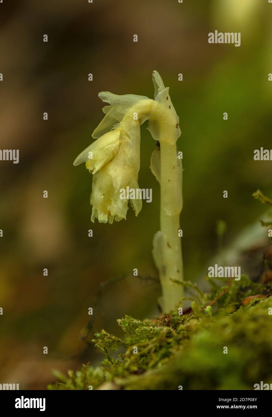 Yellow bird's-nest, Hypopitys monotropa, in flower in beech woodland, plantation; Dorset. Stock Photo