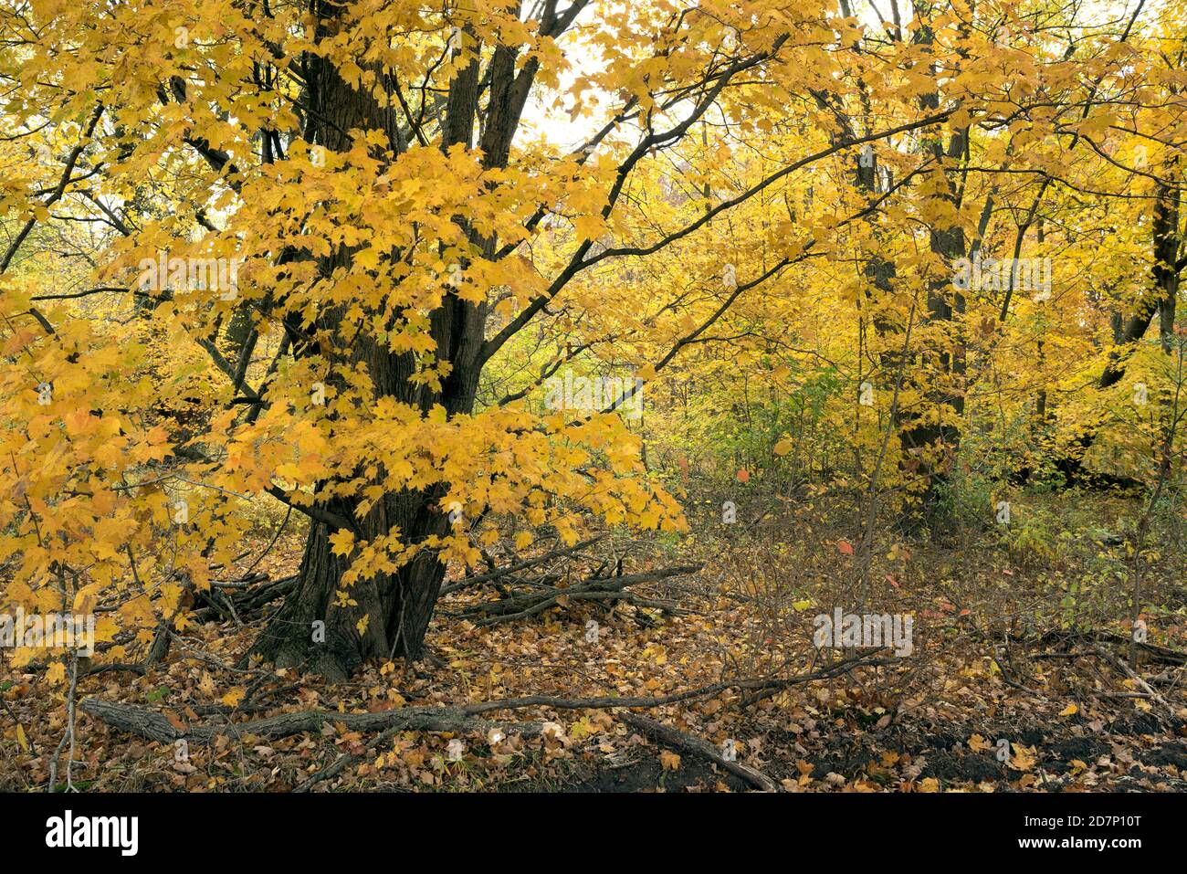 Hardwood trees hi-res stock photography and images - Alamy