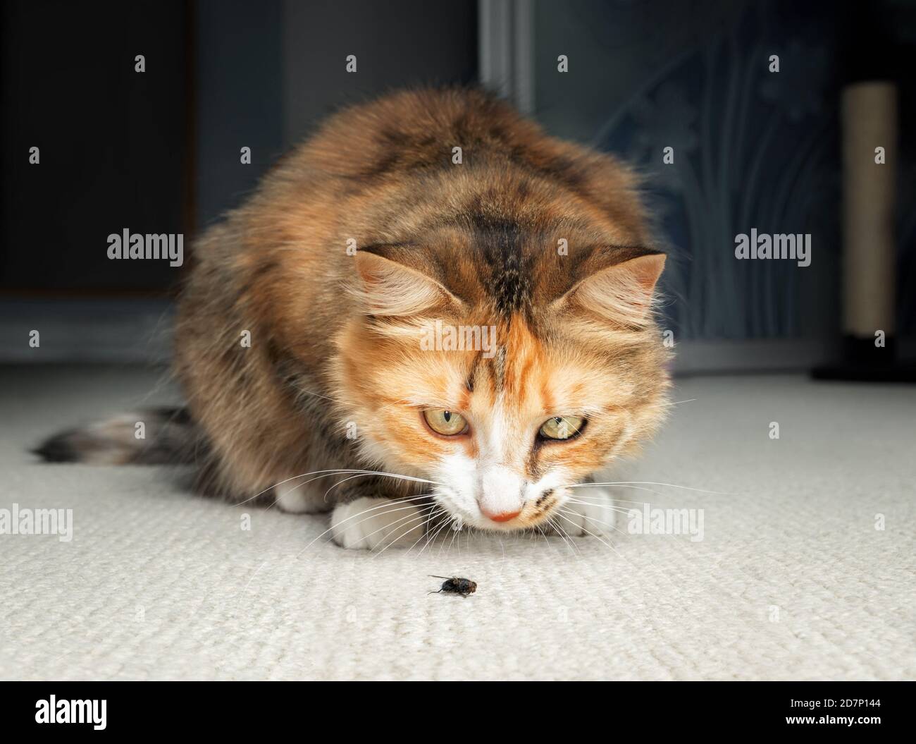 Cat hunting a fly. Multicolored female cat is sitting in front of an insect on the carpet, ready to pounce when it moves. Superior fly catcher. Stock Photo