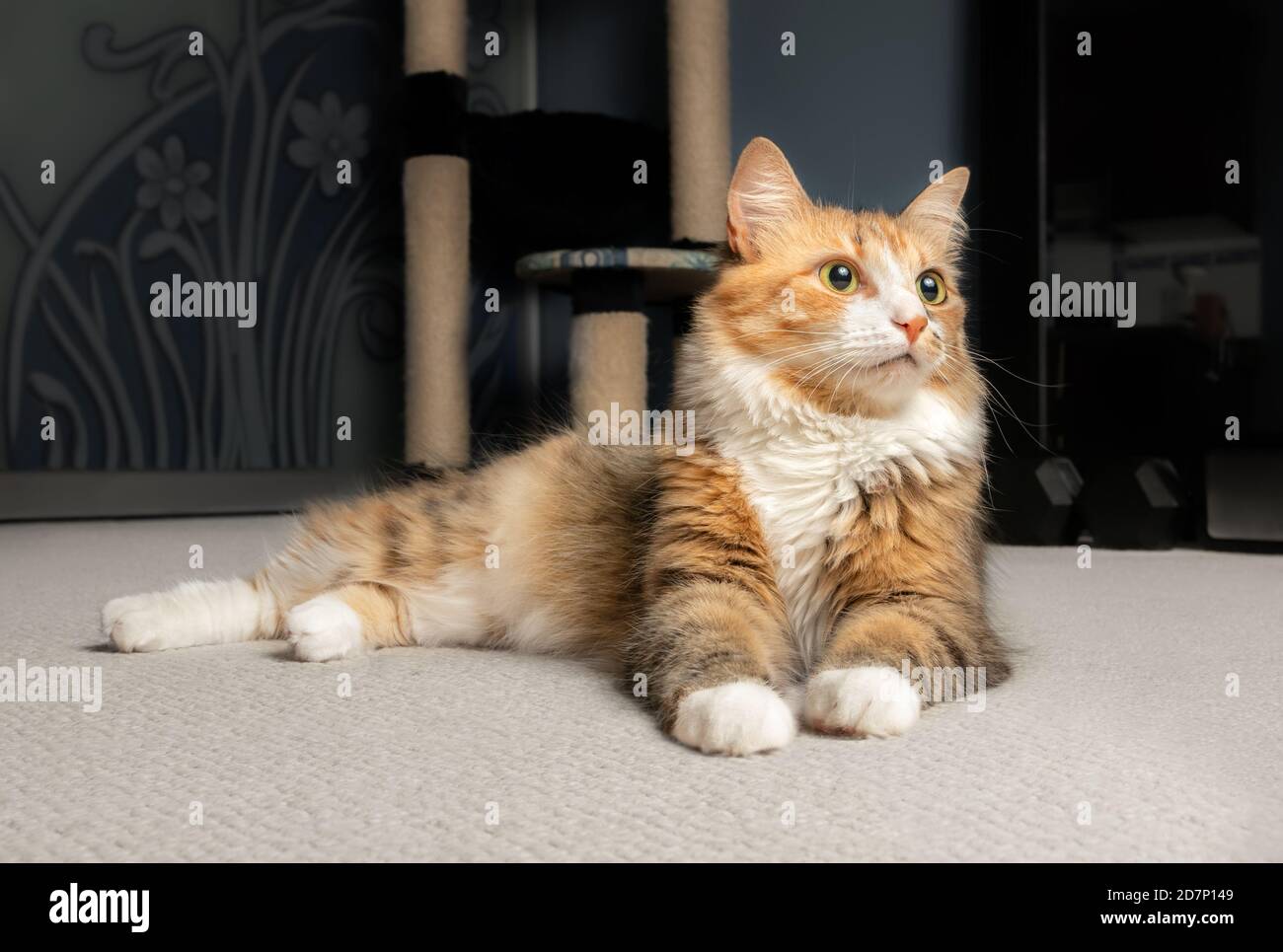 Cat lying sideways with paws to the front. Beautiful full body portrait of relaxed female kitty, looking interested at something. Soft background. Stock Photo