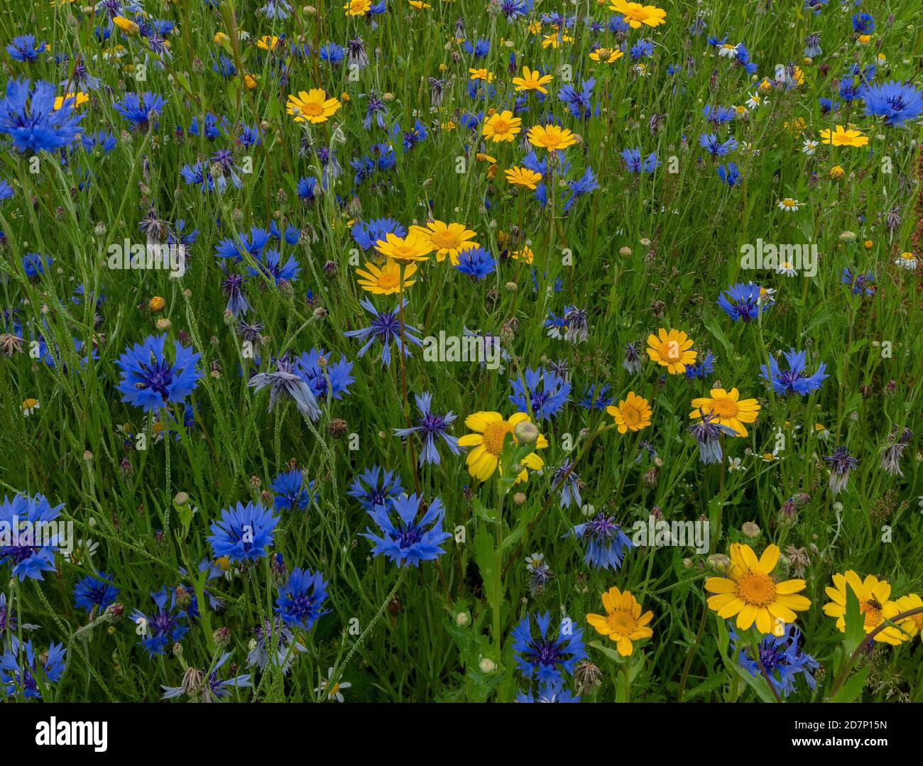 Cornflower, Centaurea cyanus, and Corn marigold, Glebionis segetum, in re-created 'arable weeds' patch. Dorset. Stock Photo