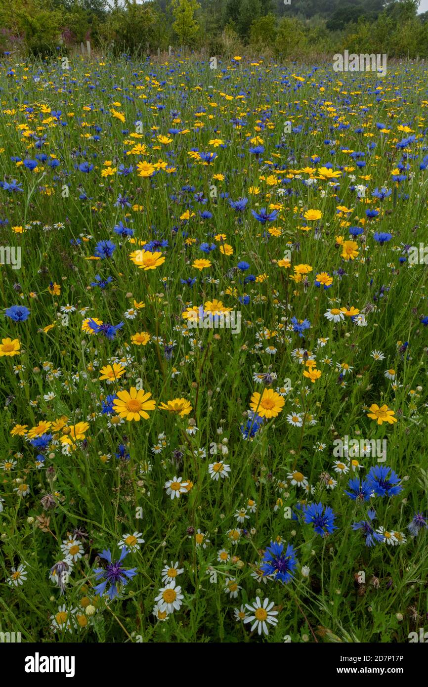 Cornflower, Centaurea cyanus, and Corn marigold, Glebionis segetum, with Corn chamomile, in re-created 'arable weeds' patch. Dorset. Stock Photo