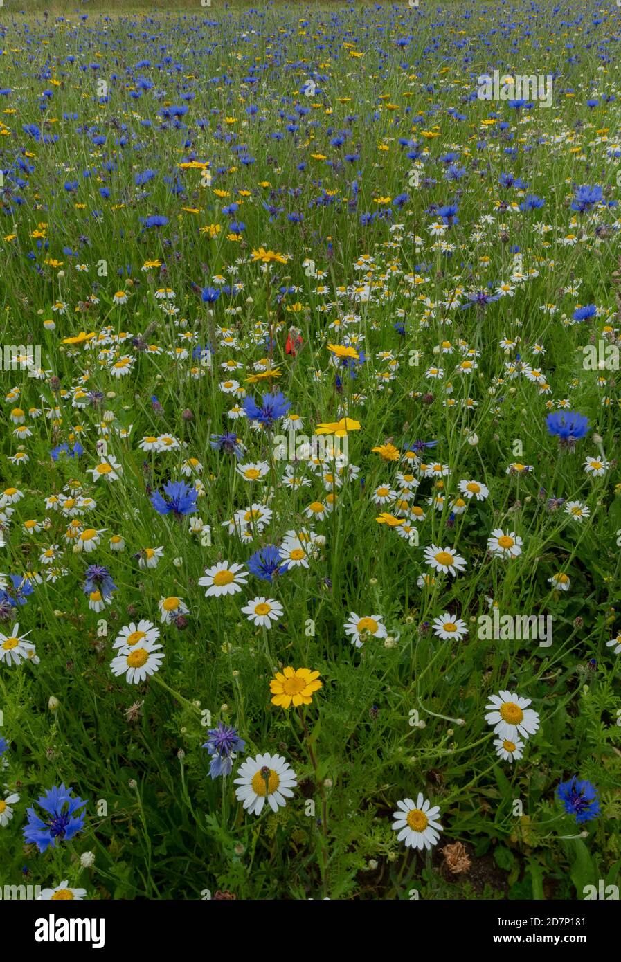 Corn field weeds hi-res stock photography and images - Alamy