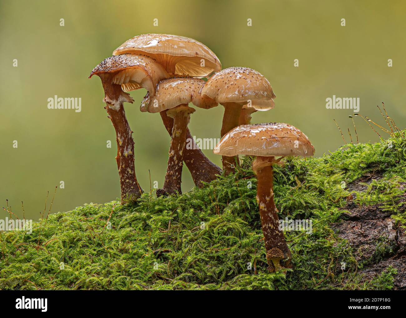 Honey Fungus (Armillaria borealis), growing on rotting beech trees, Shambelie woods, New Abbey, Dumfries, SW Scotland Stock Photo