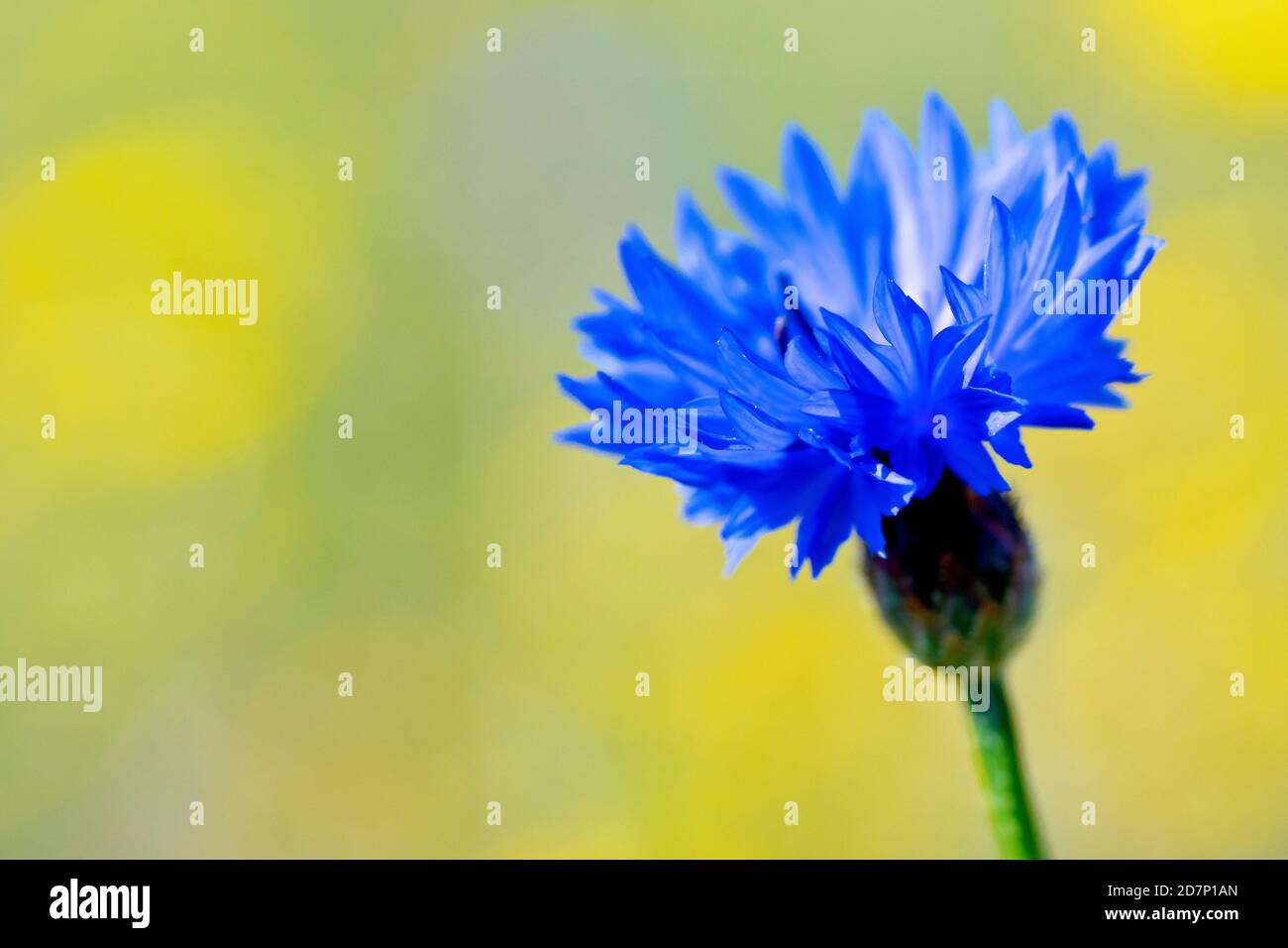 Cornflower (centaurea cyanus), also known as Bluebottle, close up of a solitary flower, isolated against an out of focus background. Stock Photo