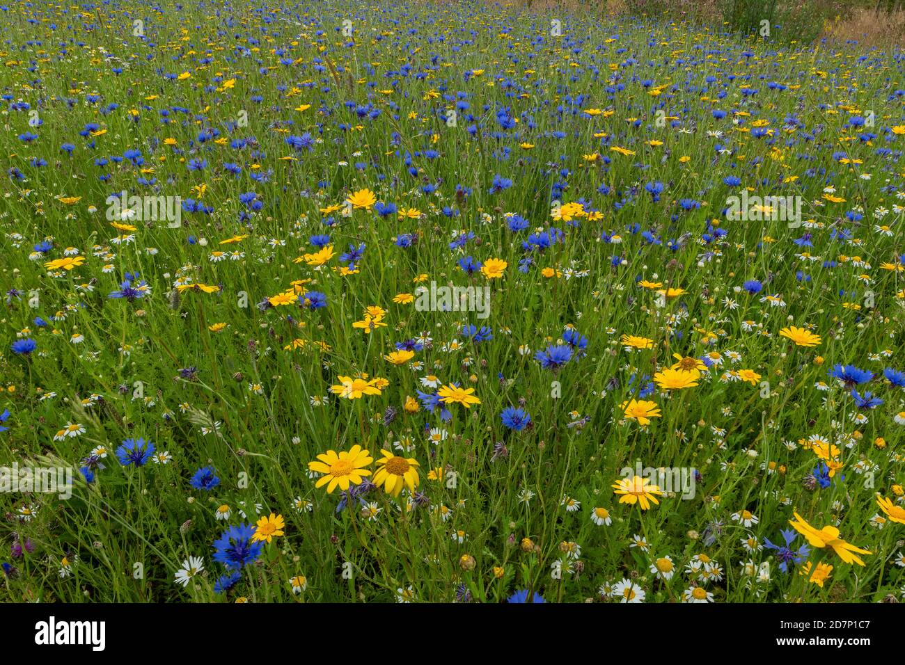 Cornflower, Centaurea cyanus, and Corn marigold, Glebionis segetum, in re-created 'arable weeds' patch. Dorset. Stock Photo