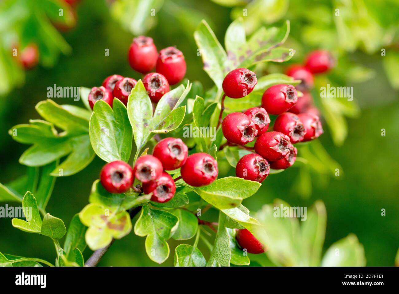 Hawthorn, May Tree or Whitethorn (crataegus monogyna), close up showing a cluster of red berries or haws. Stock Photo