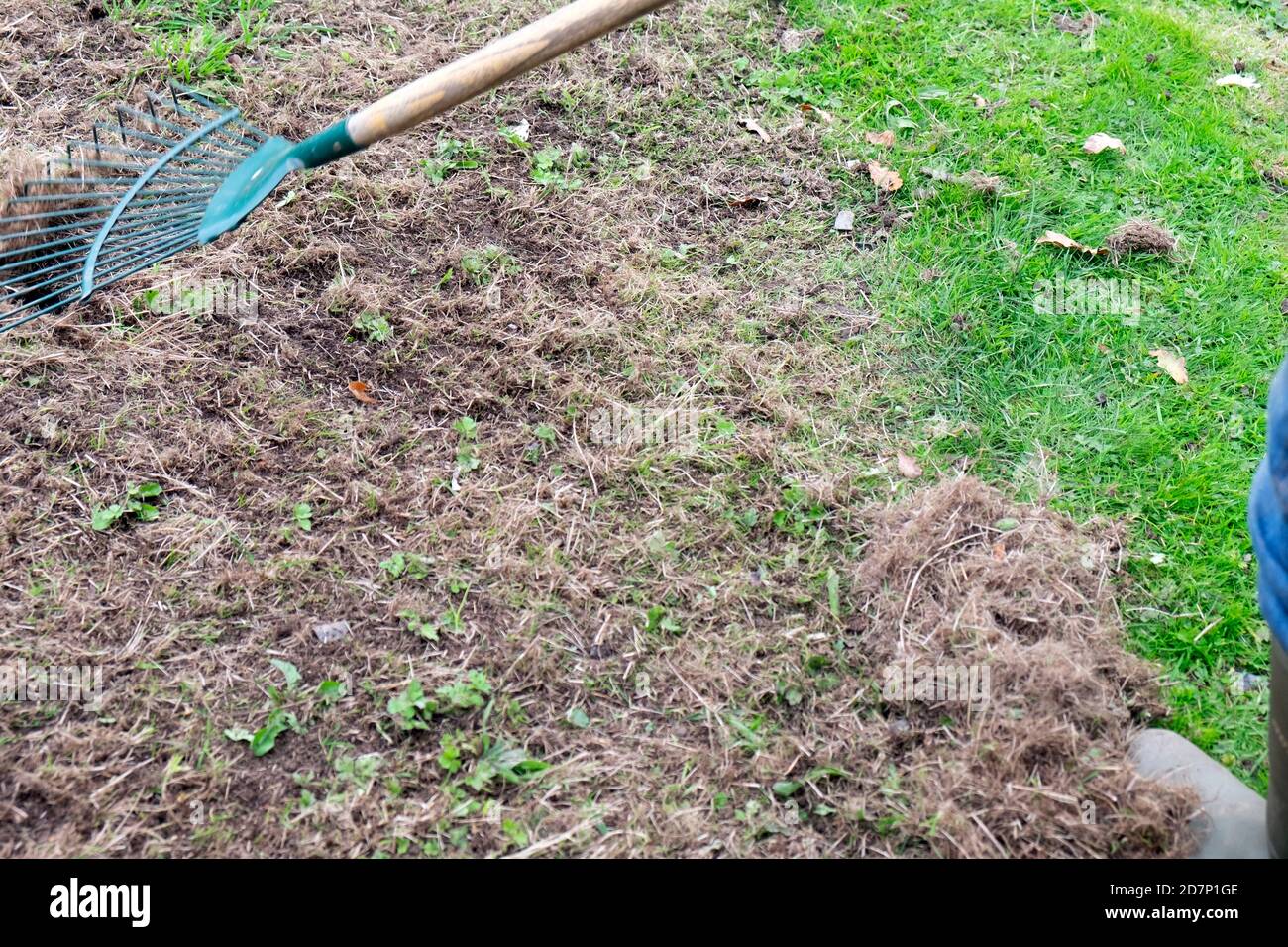 Older senior mature woman raking lawn grass gardening in autumn to prepare garden for making wildflower meadow area in Wales UK  KATHY DEWITT Stock Photo