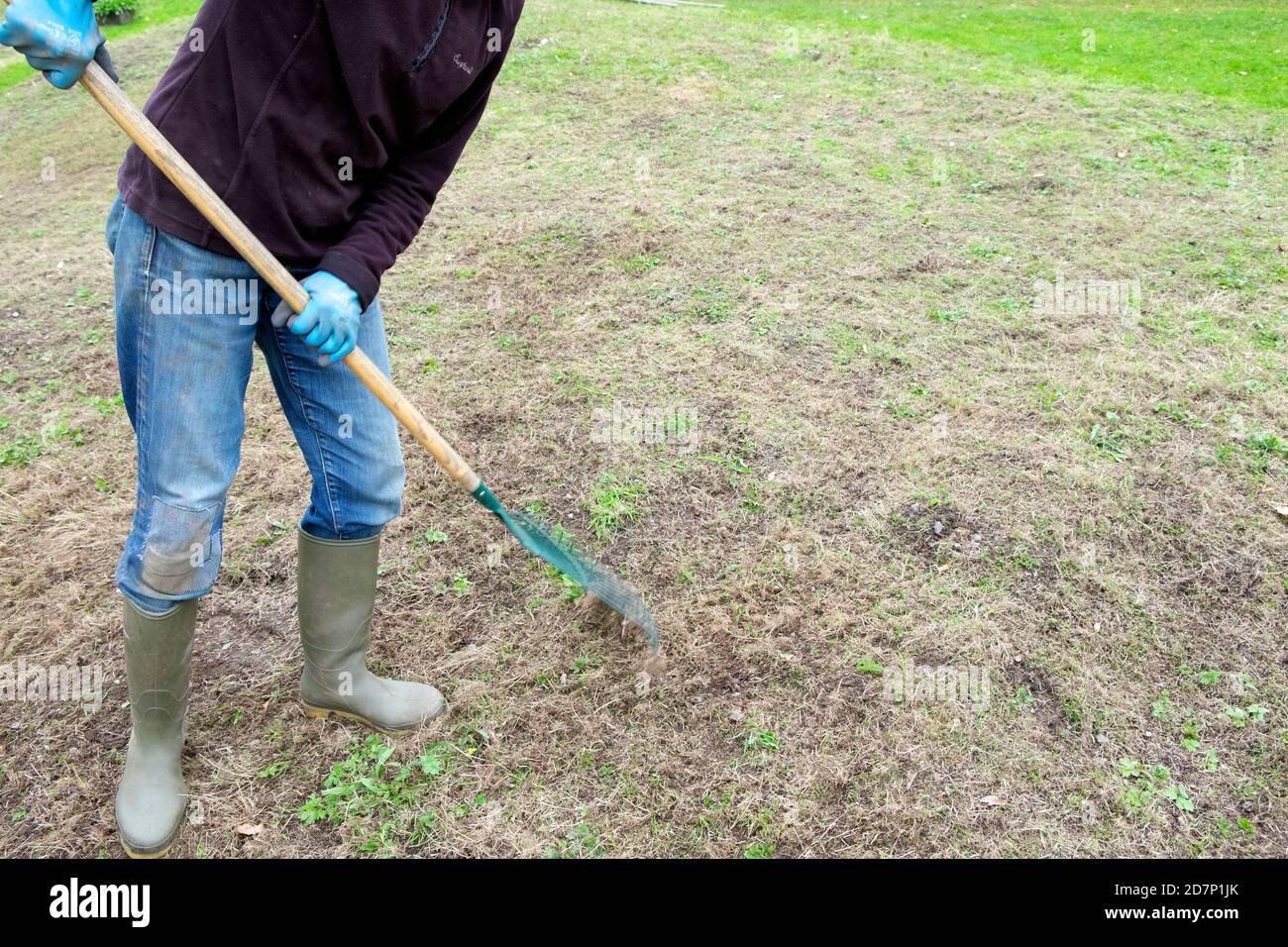 Woman Racking Lawn Older senior mature woman raking lawn grass gardening in autumn to ...