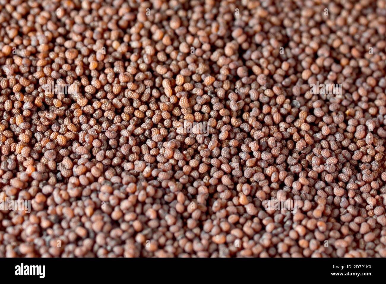 Close up showing a mass of seeds collected from the Long-headed Poppy (papaver dubium). Stock Photo