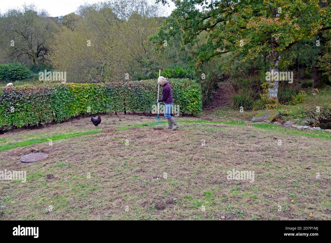 Meadow Raking Woman meadow wildflowers hi-res stock photography and images - Alamy