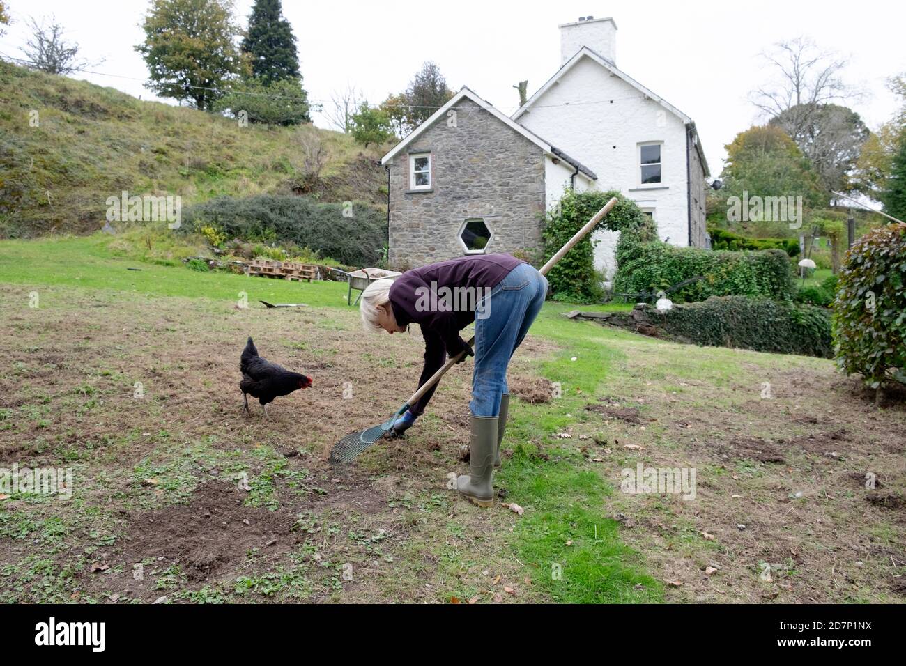 Older senior mature woman bending over raking lawn grass gardening in