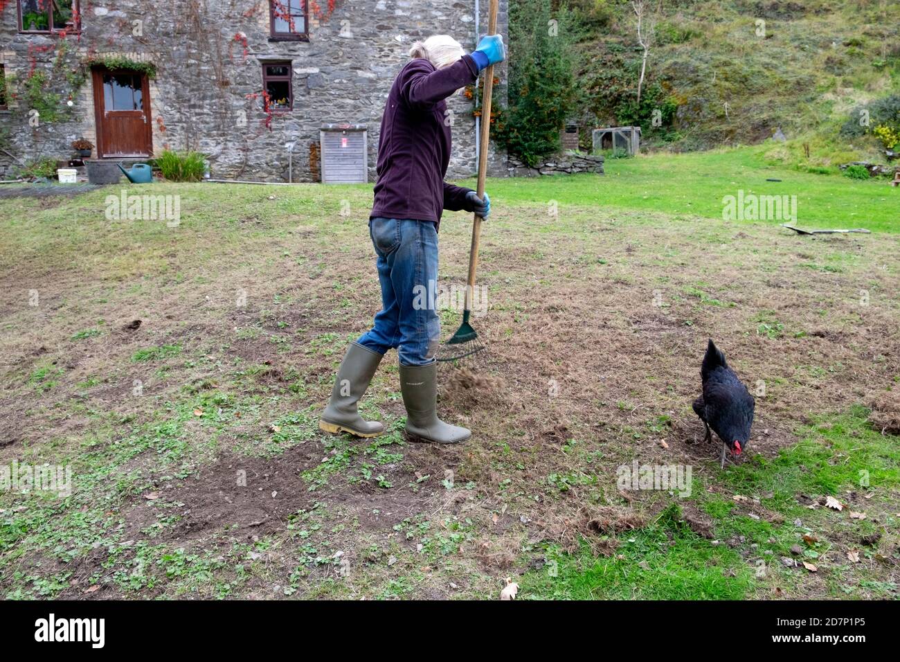 Older senior mature woman raking lawn grass gardening in autumn to