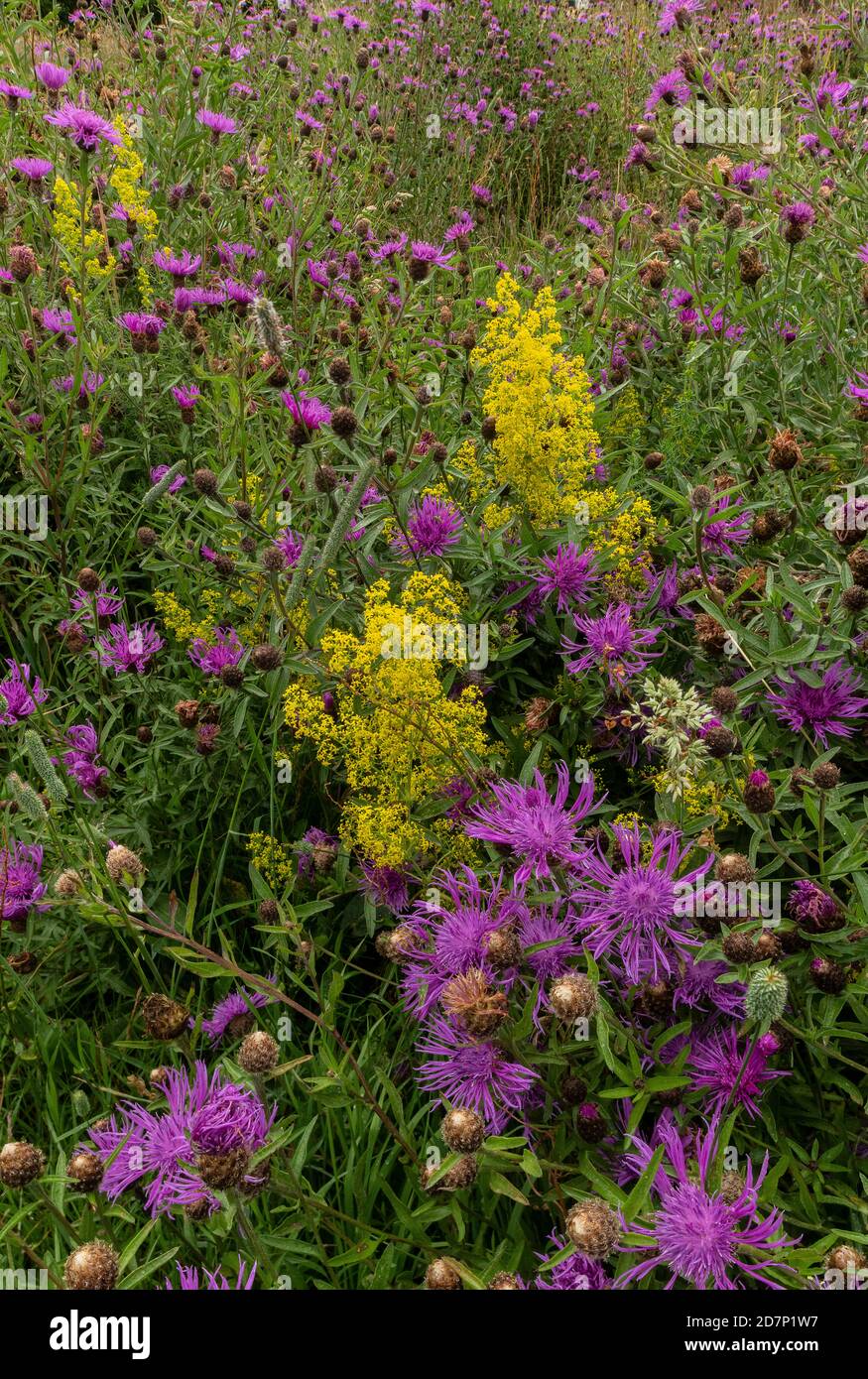 Flowery haymeadow grassland, with Common Knapweed, Lady's bedstraw etc. in Dorset. Stock Photo