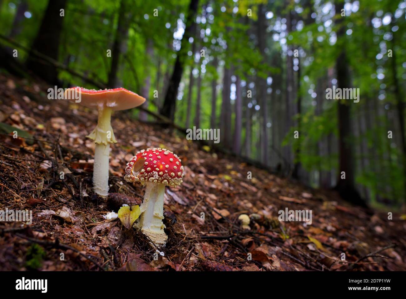 Fly Agaric mushroom - Amanita muscaria, beautiful red poisonous mushroom from European forests, Zlin, Czech Republic. Stock Photo