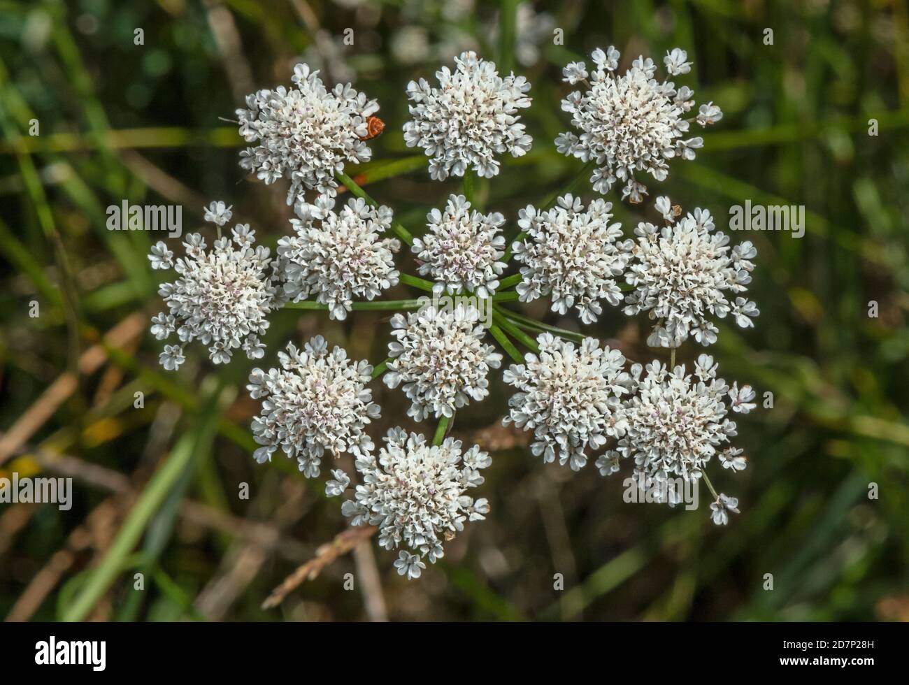 Parsley water-dropwort, Oenanthe lachenalii, in flower in upper saltmarsh, Poole Harbour. Stock Photo