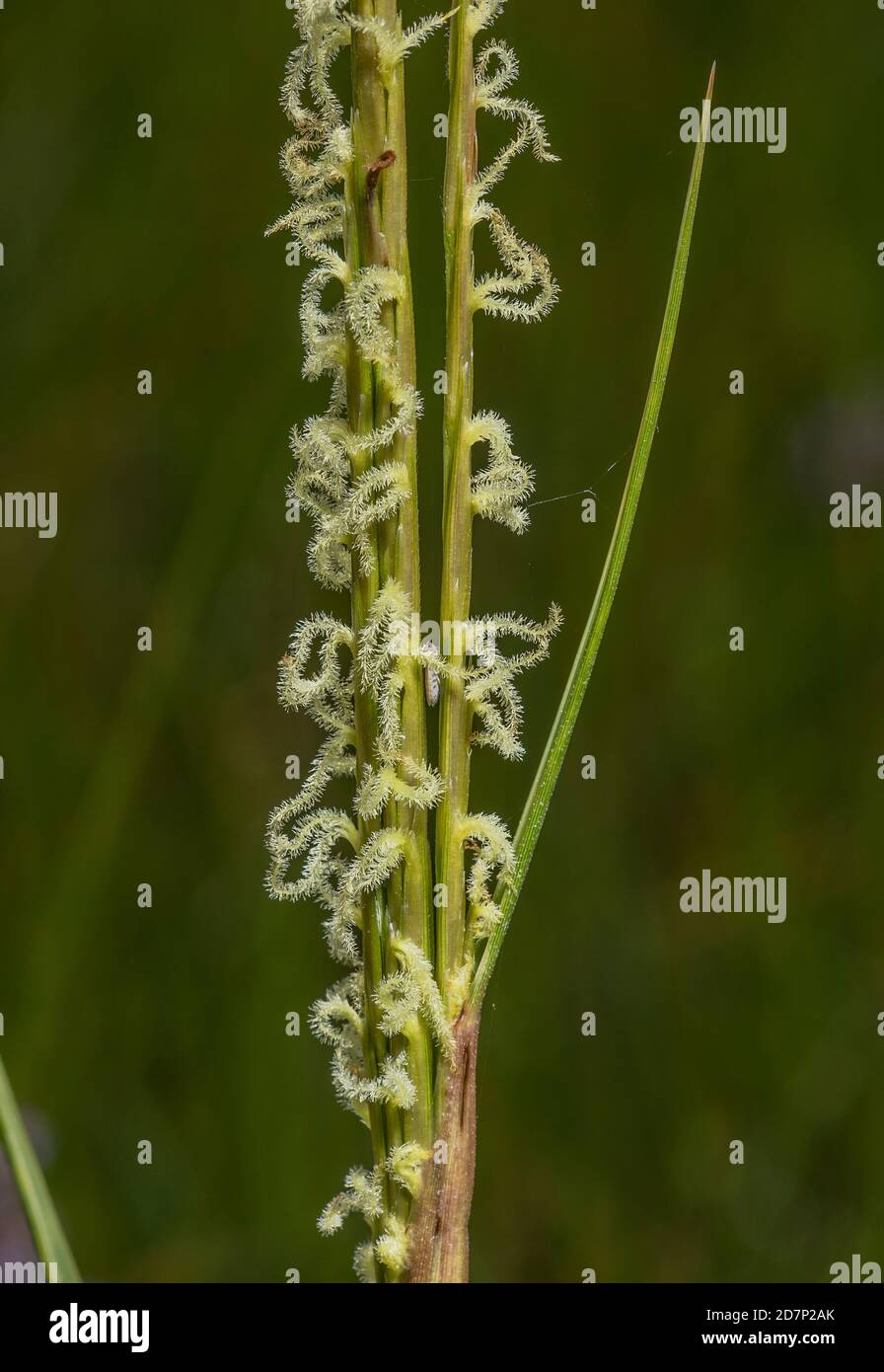 Common cordgrass, Spartina anglica, in flower in saltmarsh, Poole Harbour. A neonative species. Stock Photo