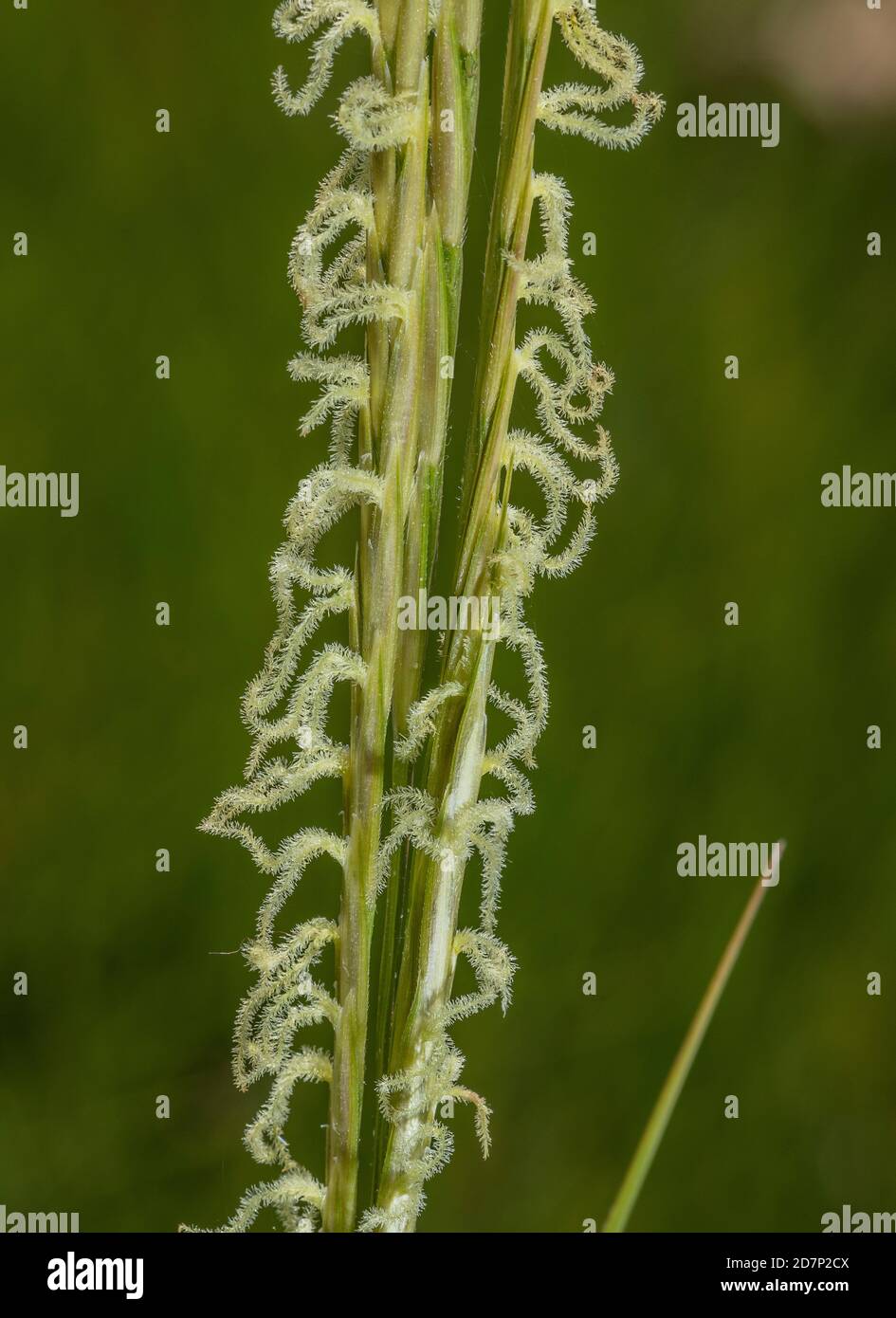 Common cordgrass, Spartina anglica, in flower in saltmarsh, Poole Harbour. A neonative species. Stock Photo