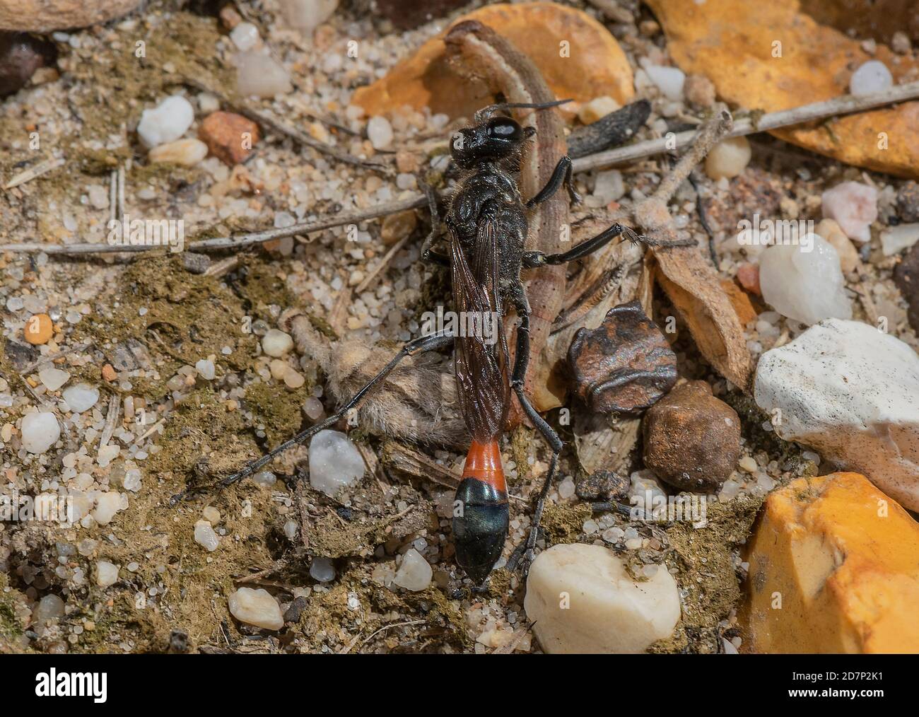 Female Red-banded sand wasp, Ammophila sabulosa, with caterpillar prey, near burrow on dry heathland, Dorset. Stock Photo