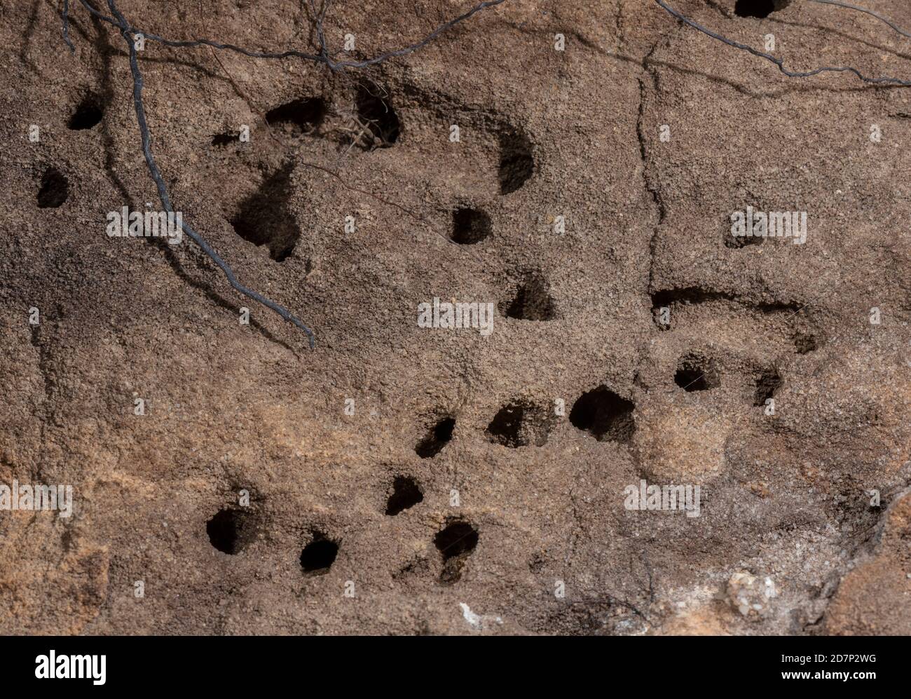 Solitary bee nest holes in low sandy cliff, Poole Harbour, Dorset. Probably Colletes succintus. Stock Photo