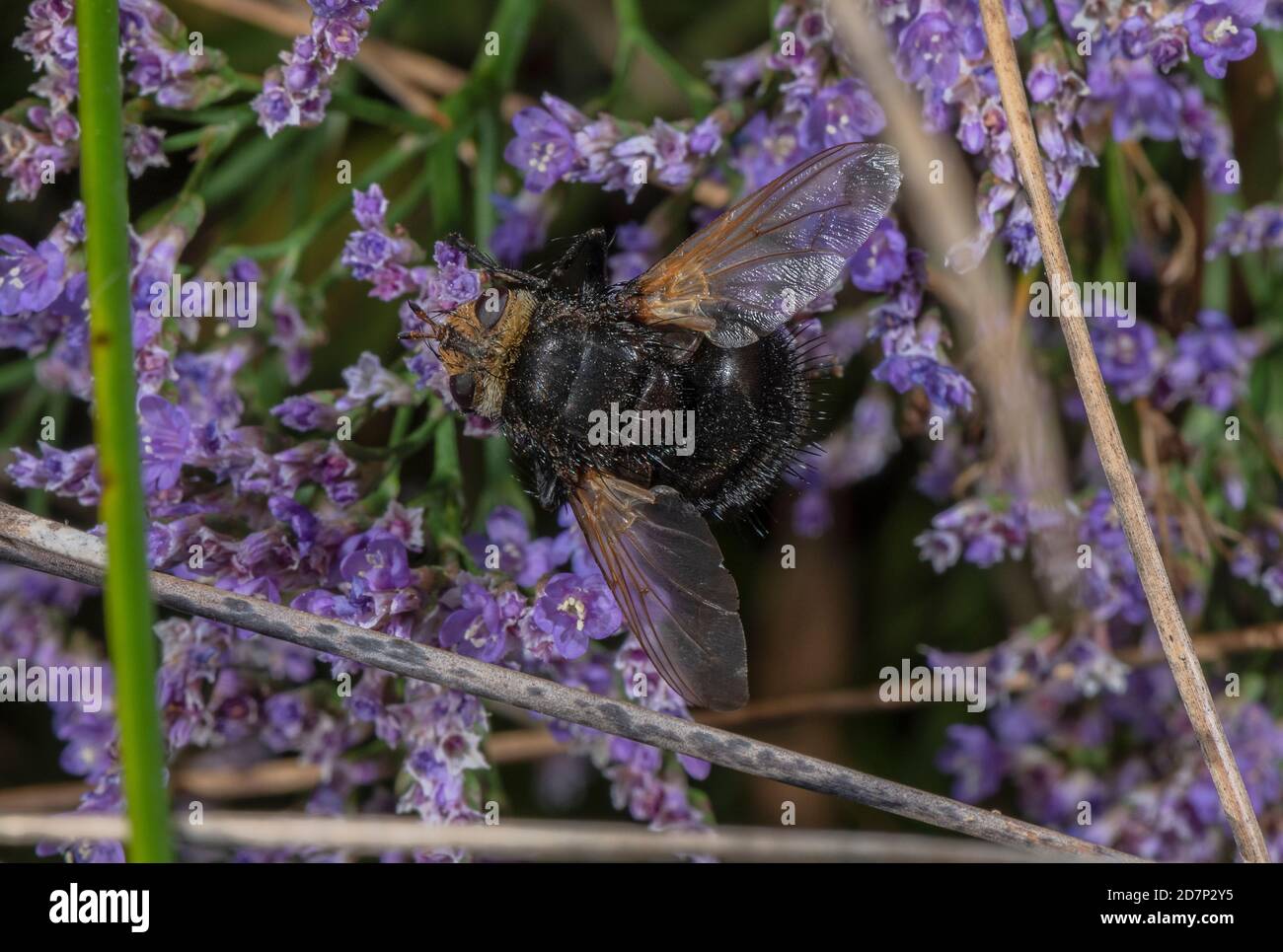 Giant tachinid fly, Tachina grossa, visiting flowers of Sea Lavender. Parasite of moth larvae. Stock Photo