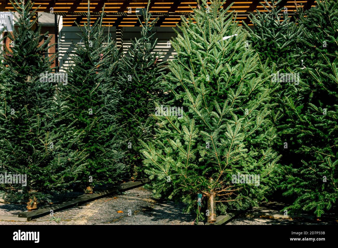 Various evergreen pine and fur trees on display for sale in Christmas tree lot during December Holiday season Stock Photo