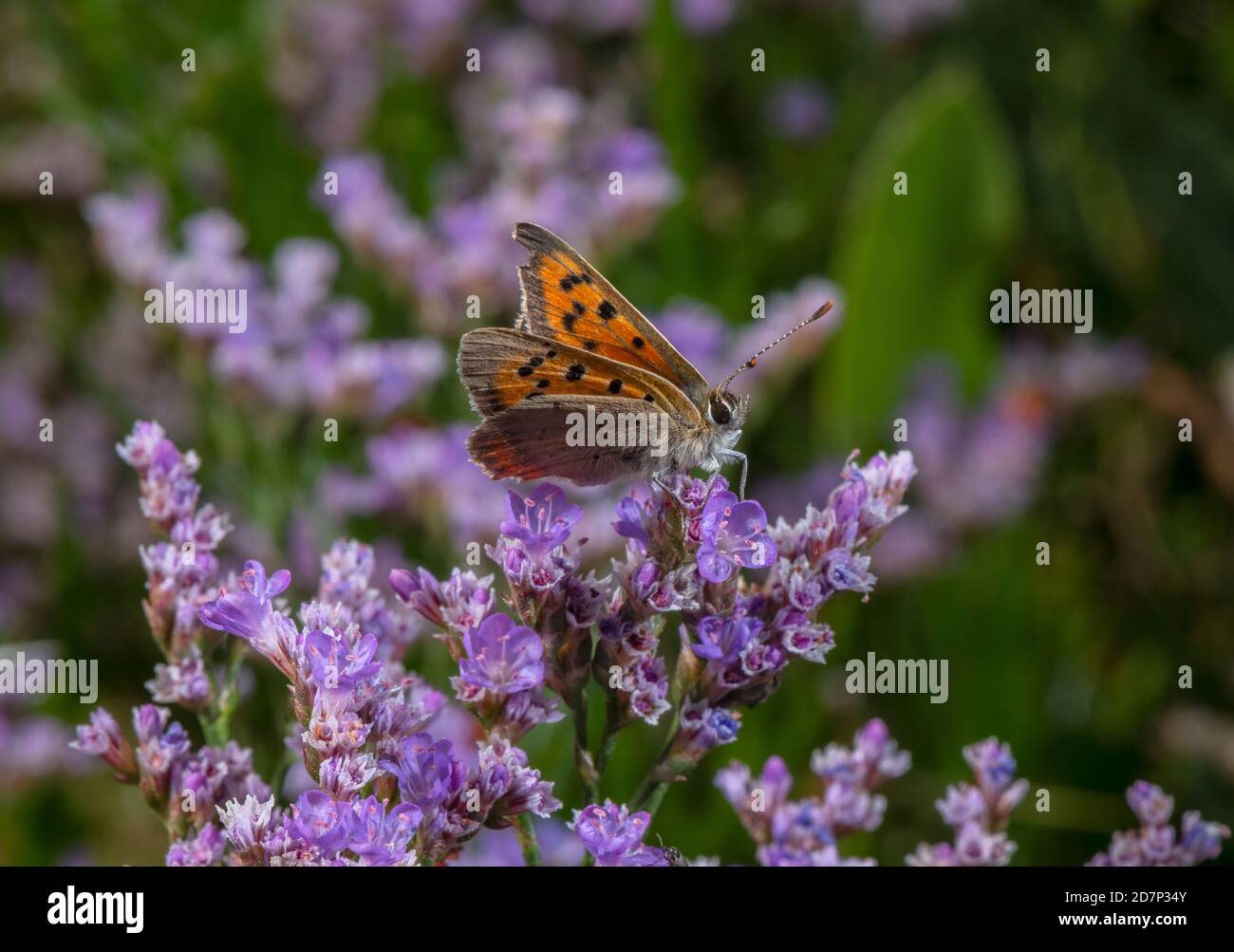 Small copper, Lycaena phlaeas, butterfly, nectaring on Sea Lavender in saltmarsh. Stock Photo